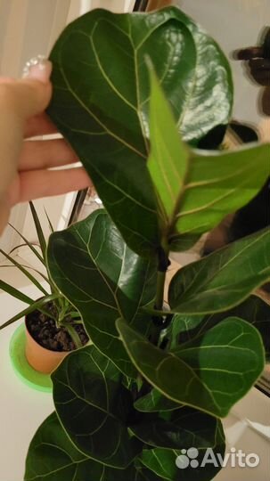 Фикус лирата бамбино