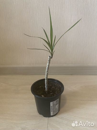 Пальма драцена