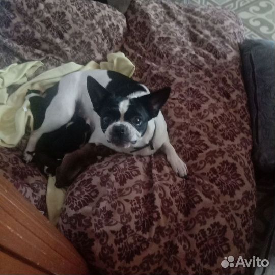 Французский бульдог щенки