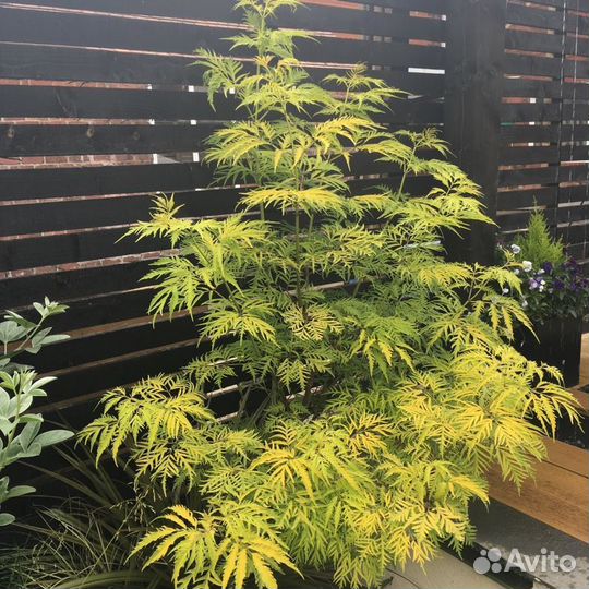 Бузина голден тауэр