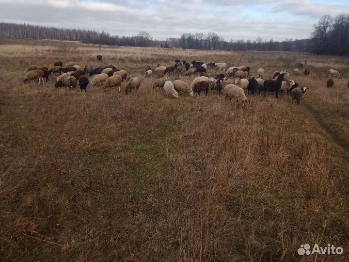 Овцы бараны