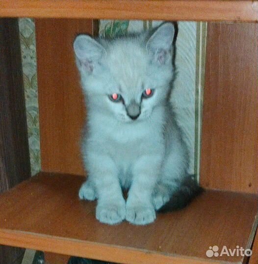 Котята в добрые руки 1,5