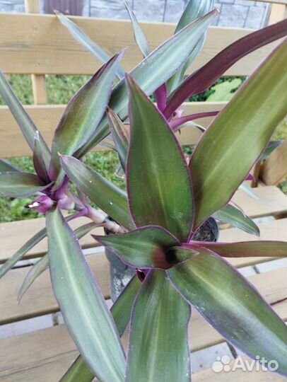 Цветы комнатные