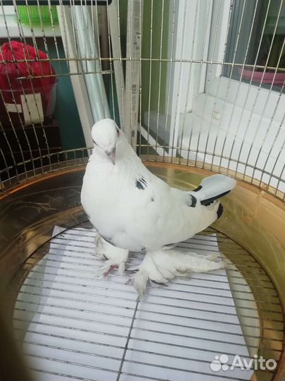 Голубь