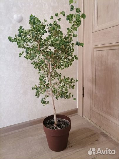 Фикус Бендж. Ирен