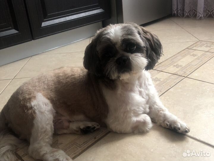 Ши-тцу вязка