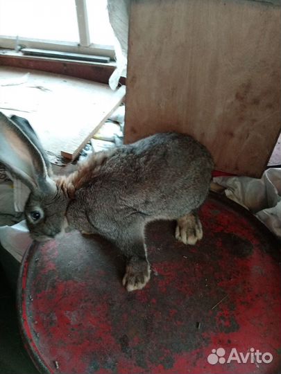 Кролики породы фландер