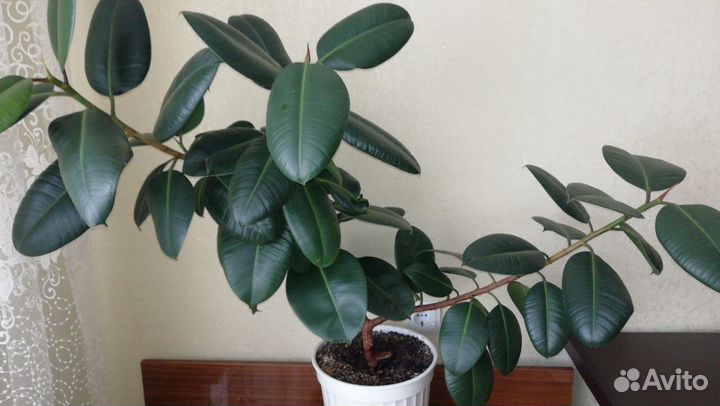 Фикус большой и красивый