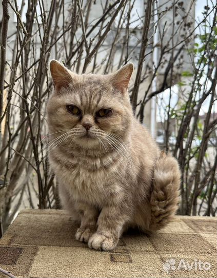 Британская короткошерстная кошка