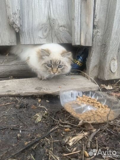 Ищем семью и дом