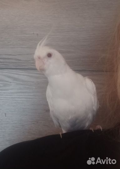 Корелла птенец,ручной говорящий