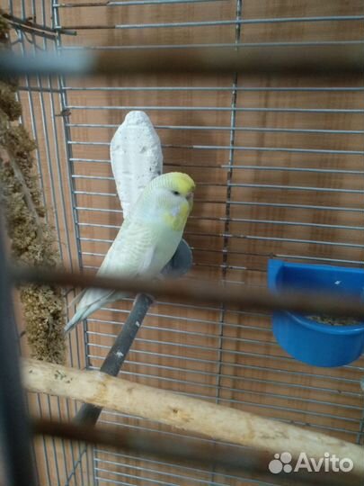 Птицы попугаи