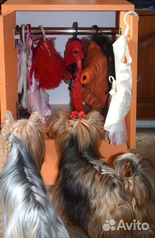 Шкаф для одежды вашей собачки