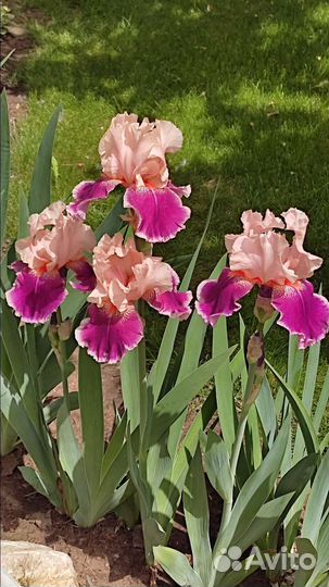 Ирисы бородатые