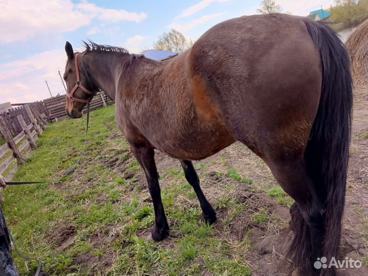 Продаю кобыл
