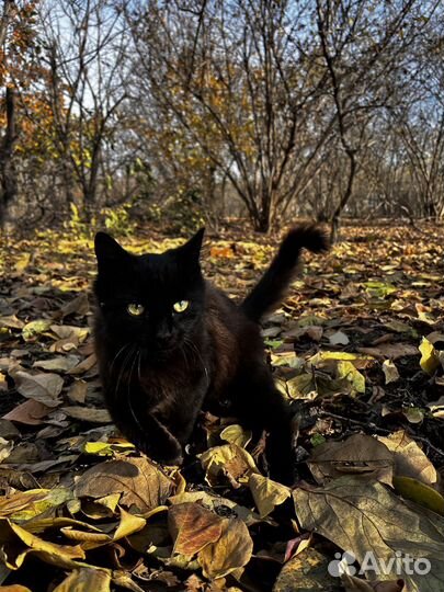 Кашка на вязку