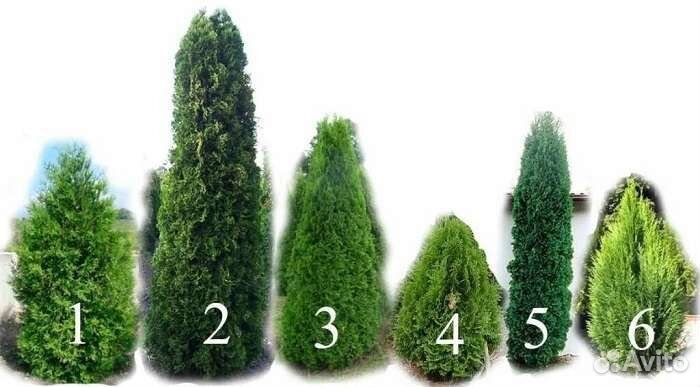 Саженцы винограда, плодовых деревьев