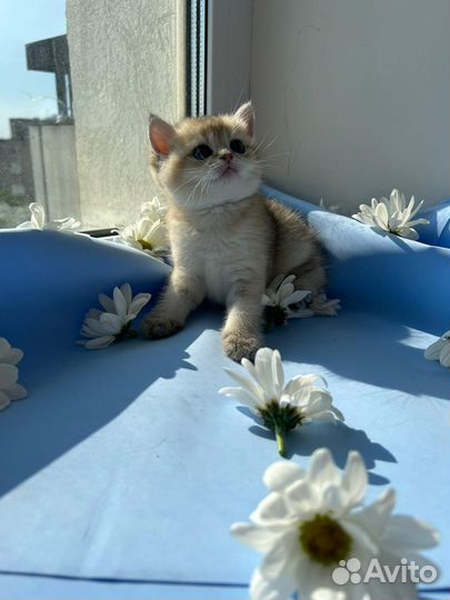 Золотые шиншиллы