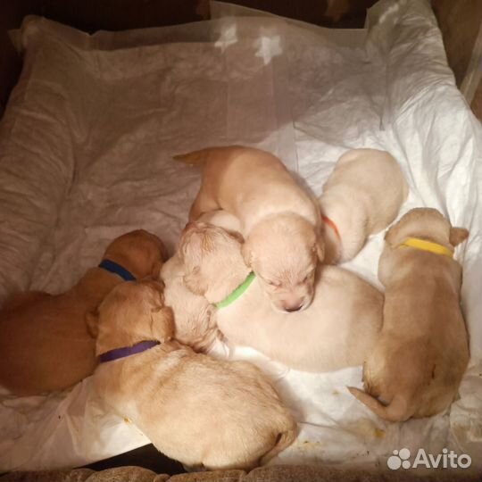 Щенки лабрадора