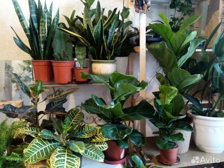 Фикус Лирата дерево Бамбино калуминарис