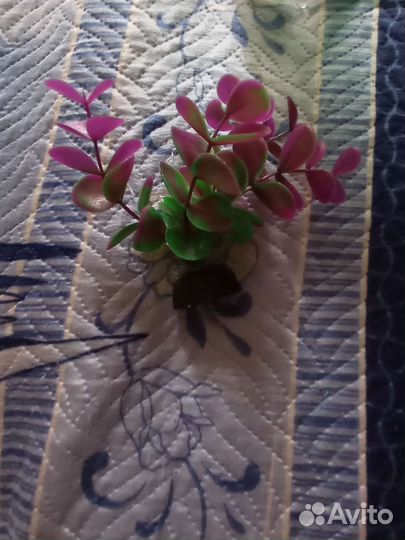 Аквариум для черепах