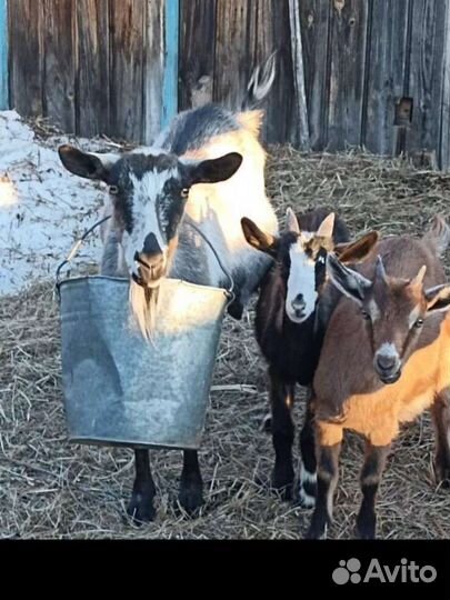 Продам дойных коз и козлят