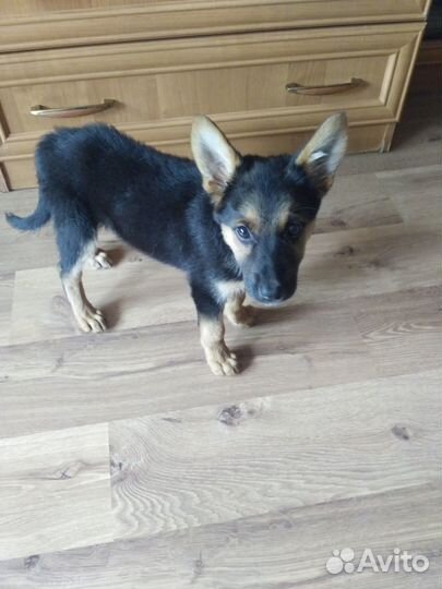 Маленькая Чебурашка