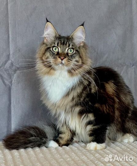 Котята шоу класса WCF