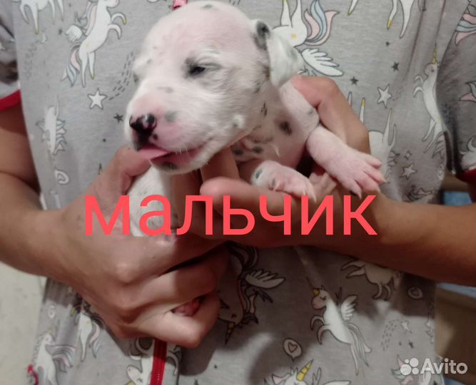 Щенки далматина