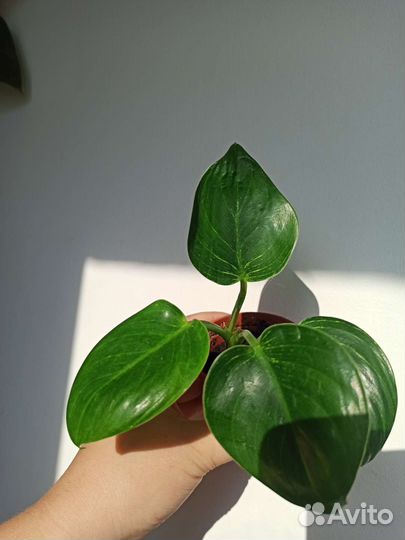 Филодендрон Биркин/вайт вейв