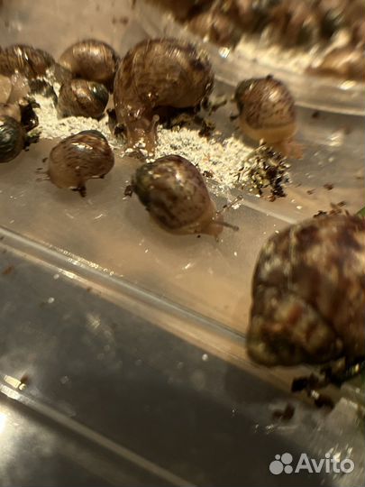 Улитки ахатины маленькие