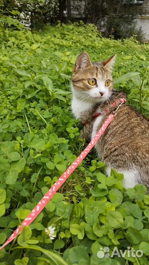 Отдаю кошку бесплатно в добрые руки