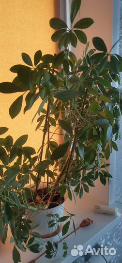 Комнатное растение шефлера