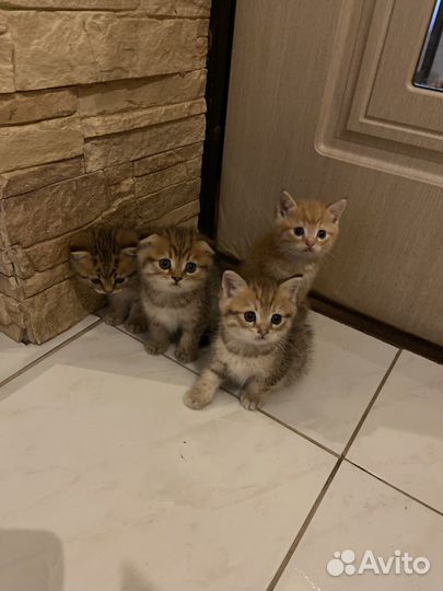 Котята