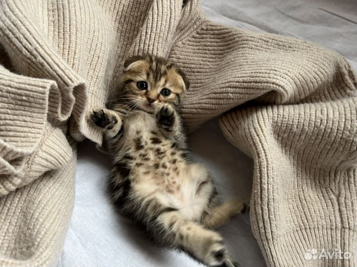 Шотландский котенок девочка