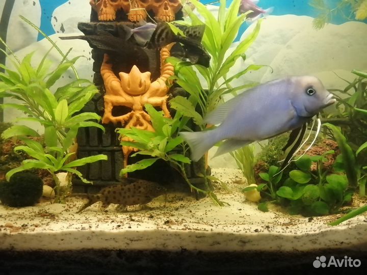 Аквариумные рыбки