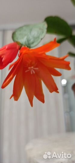 Декабрист шлюмбергера оранжевый