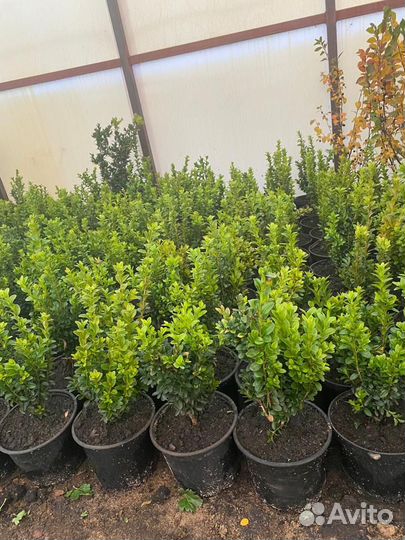 Саженцы самшита