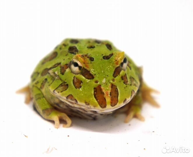 Рогатки кранвелла. Амфибии