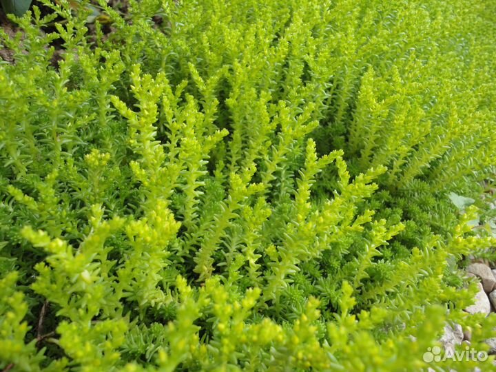 Почвопокровные расстения многолетние