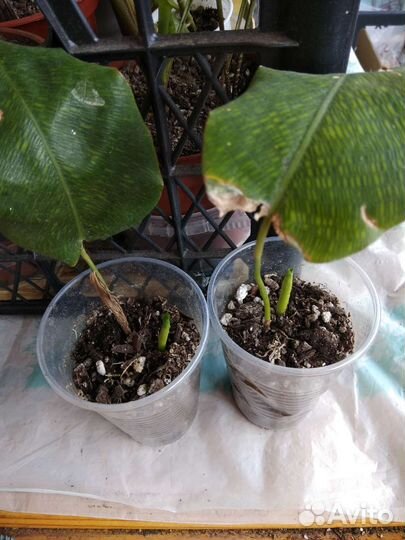 Калатея Нетворк, горшки для цветов