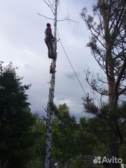 Спил Деревьев