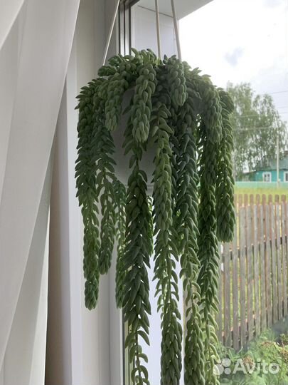 Очиток моргана