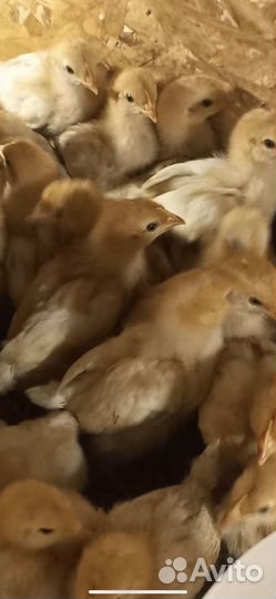 Куры несушки