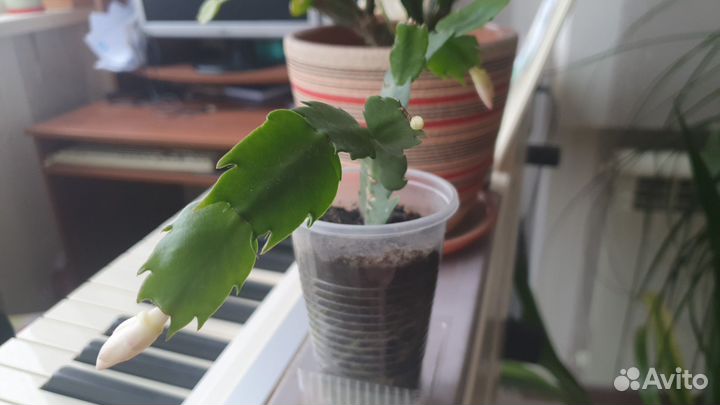 Комнатный цветок, Декабрин