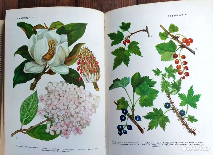 Ботанические книги деревья и кустарники