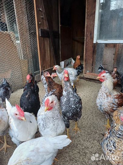Куры молодки домашние