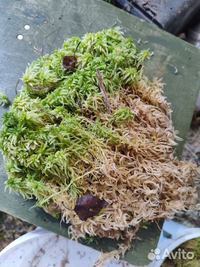 Мох сфагнум, магелланский