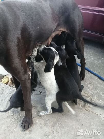 Щенки в добрые руки