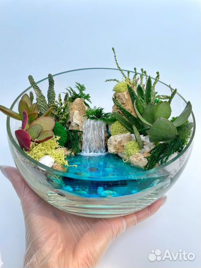 Флорариум суккуленты